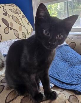 Azreal -  Domestic Short Hair Cat for Adoption in Wilmington, North Carolina - Azreal | PetCurious