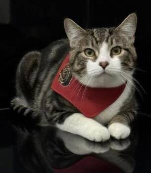 Tiger is terrrifffficcc Overlooked for NO reason THERAPY LAP KIT -  Turkish Van and Bengal Cat for Adoption in Bedford Hills, New York - Tiger Is Terrrifffficcc Overlooked For NO Reason THERAPY LAP KIT | PetCurious