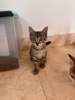 Gordon -  Domestic Short Hair Cat for Adoption in West Palm Beach, Florida - Gordon | PetCurious
