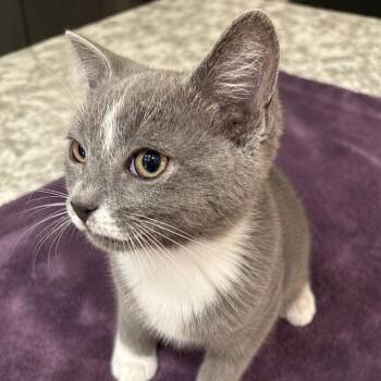 Grant -  Domestic Short Hair Cat for Adoption in Tustin, California - Grant | PetCurious