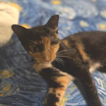 Domestic Short Hair Cats Available for Adoption - Lynnie | PetCurious