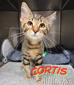 Cortis -  Domestic Short Hair Cat for Adoption in Nevada, Iowa - Cortis | PetCurious