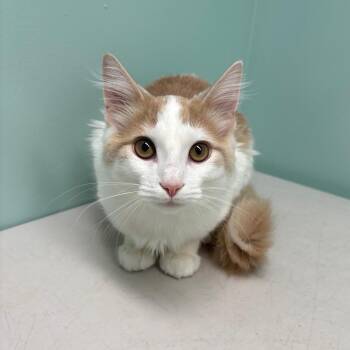 Domestic Short Hair Cats Available for Adoption in Clavet, Saskatchewan - Mochi | PetCurious