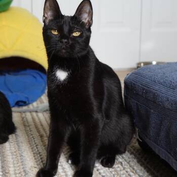 Domestic Short Hair Cats Available for Adoption - A&B: Brooke | PetCurious