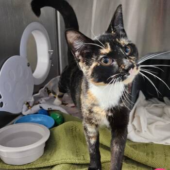 Amaretto -  Domestic Short Hair Cat for Adoption in Oneonta, New York - Amaretto | PetCurious