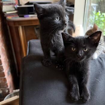 8 week old brothers -  Domestic Short Hair Cat Available for Adoption in Everett, Washington - 8 Week Old Brothers | PetCurious