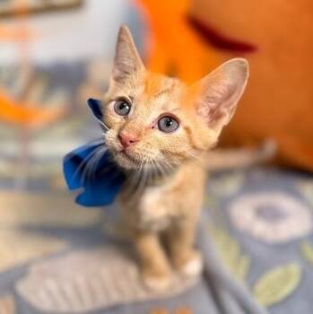 Caramel Sundae -  Tabby and Domestic Short Hair Cat for Adoption in Friendswood, Texas - Caramel Sundae | PetCurious