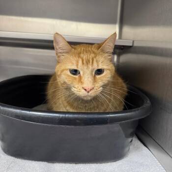 Domestic Short Hair Cats Available for Adoption - Koopa Troopa 28400 | PetCurious