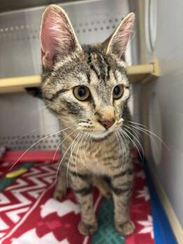 Domestic Short Hair Cats Available for Adoption - Sparrow | PetCurious