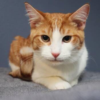 Domestic Short Hair Cats Available for Adoption - Mandarin | PetCurious