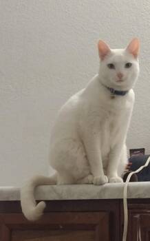 Kat -  Domestic Short Hair Cat for Adoption in Tucson, Arizona - Kat | PetCurious