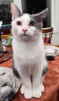 Rescue Domestic Short Hair Cats for Adoption in Hartwell, Georgia - 7392 Garbanzo | PetCurious