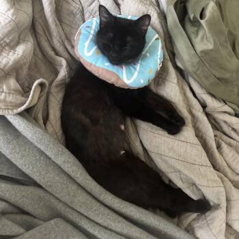 Domestic Short Hair Cats Available for Adoption in Nashville, Tennessee - Lilith | PetCurious