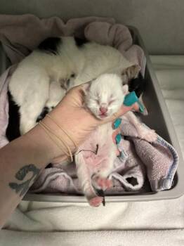 KITTEN 3 -  Domestic Short Hair Cat for Adoption in Ocala, Florida - KITTEN 3 | PetCurious