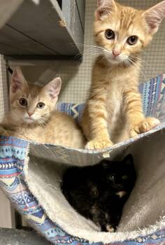 Huggy, Snuggle, Cuddles -  Domestic Short Hair Cat for Adoption in Warwick, Rhode Island - Huggy, Snuggle, Cuddles | PetCurious