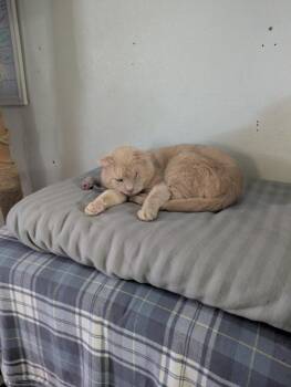Meatloaf -  Domestic Short Hair Cat for Adoption in Hazlet, New Jersey - Meatloaf | PetCurious