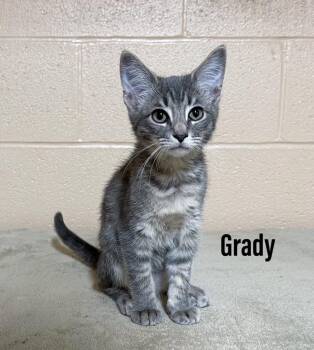 Grady -  Domestic Short Hair Cat for Adoption in Clearfield, Kentucky - Grady | PetCurious