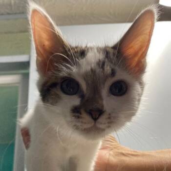 Jake -  Domestic Short Hair Cat for Adoption in Spencer, Indiana - Jake | PetCurious