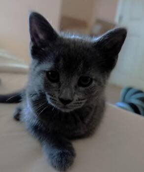 Tallulah -  Domestic Short Hair Cat for Adoption in Quakertown, Pennsylvania - Tallulah | PetCurious