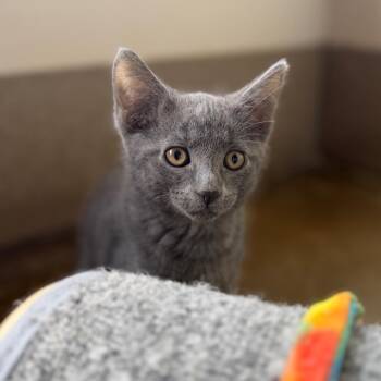 Paddington -  Domestic Short Hair Cat for Adoption in Green Bay, Wisconsin - Paddington | PetCurious