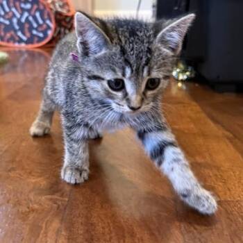 Domestic Short Hair Cats Available for Adoption in Austin, Texas - Newspaper Cartoon 2 | PetCurious