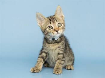 SERN -  Domestic Short Hair Cat Available for Adoption in Phoenix, Arizona - SERN | PetCurious