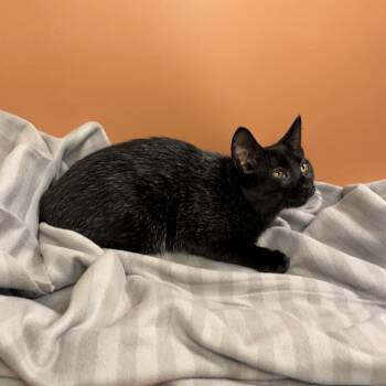Jujube -  Domestic Short Hair Cat for Adoption in San Antonio, Texas - Jujube | PetCurious