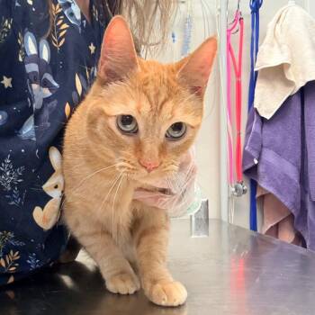 Obi Wan -  Domestic Short Hair Cat for Adoption in Great Falls, Montana - Obi Wan | PetCurious