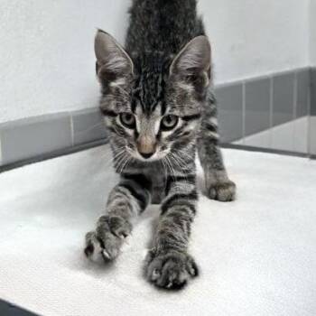 Bermuda -  Domestic Short Hair Cat for Adoption in Austin, Texas - Bermuda | PetCurious