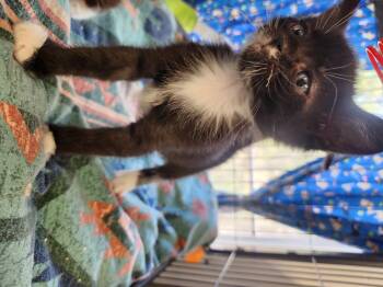 Inky -  Domestic Short Hair Cat Available for Adoption in Yarnell, Arizona - Inky | PetCurious