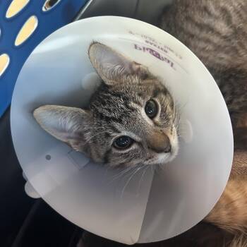 Phyllis FKA Priya 4 -  Domestic Short Hair Cat for Adoption in Leander, Texas - Phyllis FKA Priya 4 | PetCurious