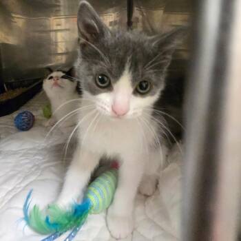Pooh -  Domestic Short Hair Cat for Adoption in Waldorf, Maryland - Pooh | PetCurious