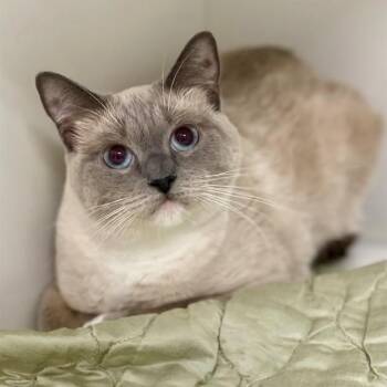 PHEOBE -  Siamese and Domestic Short Hair Cat for Adoption in Edmond, Oklahoma - PHEOBE | PetCurious