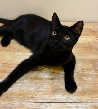 Angel -  Domestic Short Hair Cat for Adoption in Blasdell, New York - Angel | PetCurious
