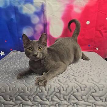 MR. BISCUITS -  Domestic Short Hair Cat for Adoption in Wylie, Texas - MR. BISCUITS | PetCurious