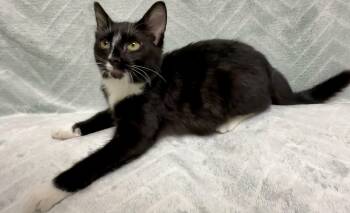 Pepper -  Domestic Short Hair Cat for Adoption in Gary, Indiana - Pepper | PetCurious
