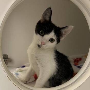 Firewood -  Domestic Short Hair Cat for Adoption in Walnut Creek, California - Firewood | PetCurious