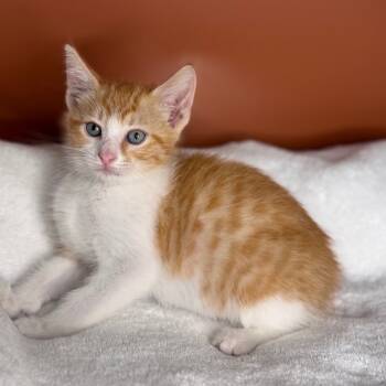 Rescue Domestic Short Hair Cats for Adoption in San Antonio, Texas - Peanut | PetCurious