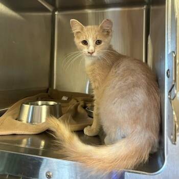 Dreamsicle -  Domestic Short Hair Cat for Adoption in Knoxville, Tennessee - Dreamsicle | PetCurious