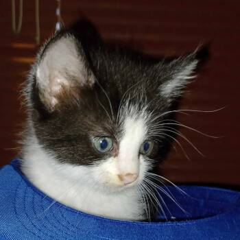 Rescue Domestic Short Hair Cats for Adoption in Evansville, Indiana - Dusk | PetCurious