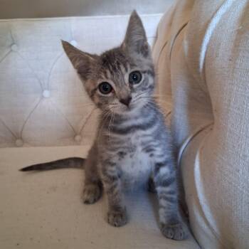 Igor -  Domestic Short Hair Cat for Adoption in Pittsburgh, Pennsylvania - Igor | PetCurious