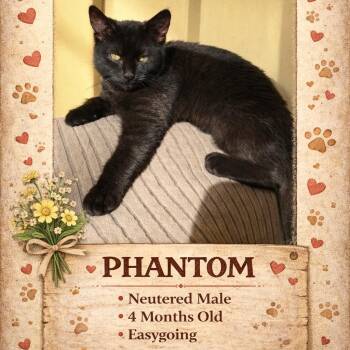 Domestic Short Hair Cats Available for Adoption - 1388 Phantom | PetCurious