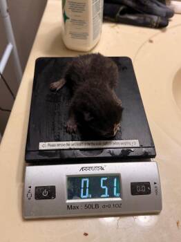 *Rosario Salzar -  Domestic Short Hair Cat for Adoption in Newnan, Georgia - *Rosario Salzar | PetCurious