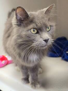 Rescue Domestic Long Hair Cats for Adoption in Highland Village, Texas - Stray | PetCurious