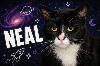 Tuxedo Cats Available for Adoption in Greenville, Delaware - Neal (FCID# 03/04/2026 - 42 Glen Mills PS) C | PetCurious