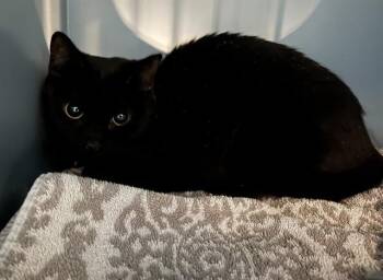 Domestic Short Hair Cats Available for Adoption in Boston, Massachusetts - CUTTLEFISH | PetCurious