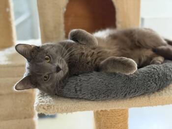 Domestic Short Hair Cats Available for Adoption in Cincinnati, Ohio - Luka | PetCurious