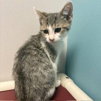 Lucifer -  Domestic Short Hair Cat for Adoption in Janesville, Wisconsin - Lucifer | PetCurious