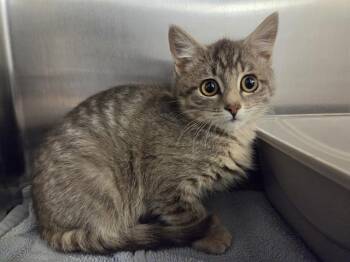 SMOKEY -  Domestic Short Hair Cat for Adoption in Kent, Washington - SMOKEY | PetCurious