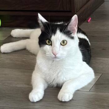Obi -  Domestic Short Hair Cat for Adoption in Reno, Nevada - Obi | PetCurious